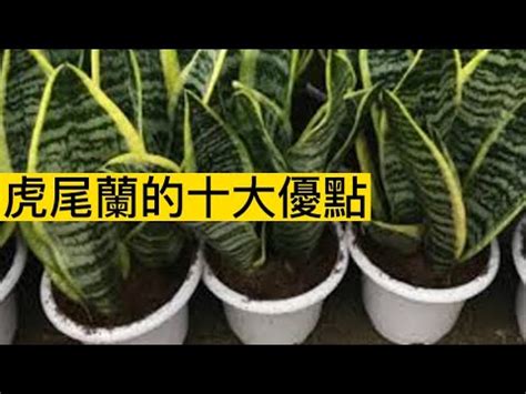 蘭花放門口|虎尾蘭風水擺放禁忌：避厄運，這些地方別擺放！ 